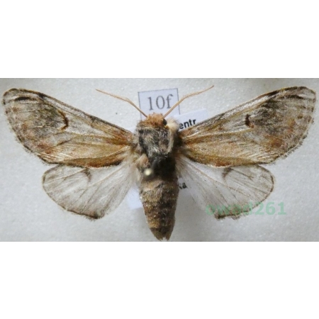 Notodonta ziczac (Linnaeus, 1758) male Garbatka zygzakówka Czech10f